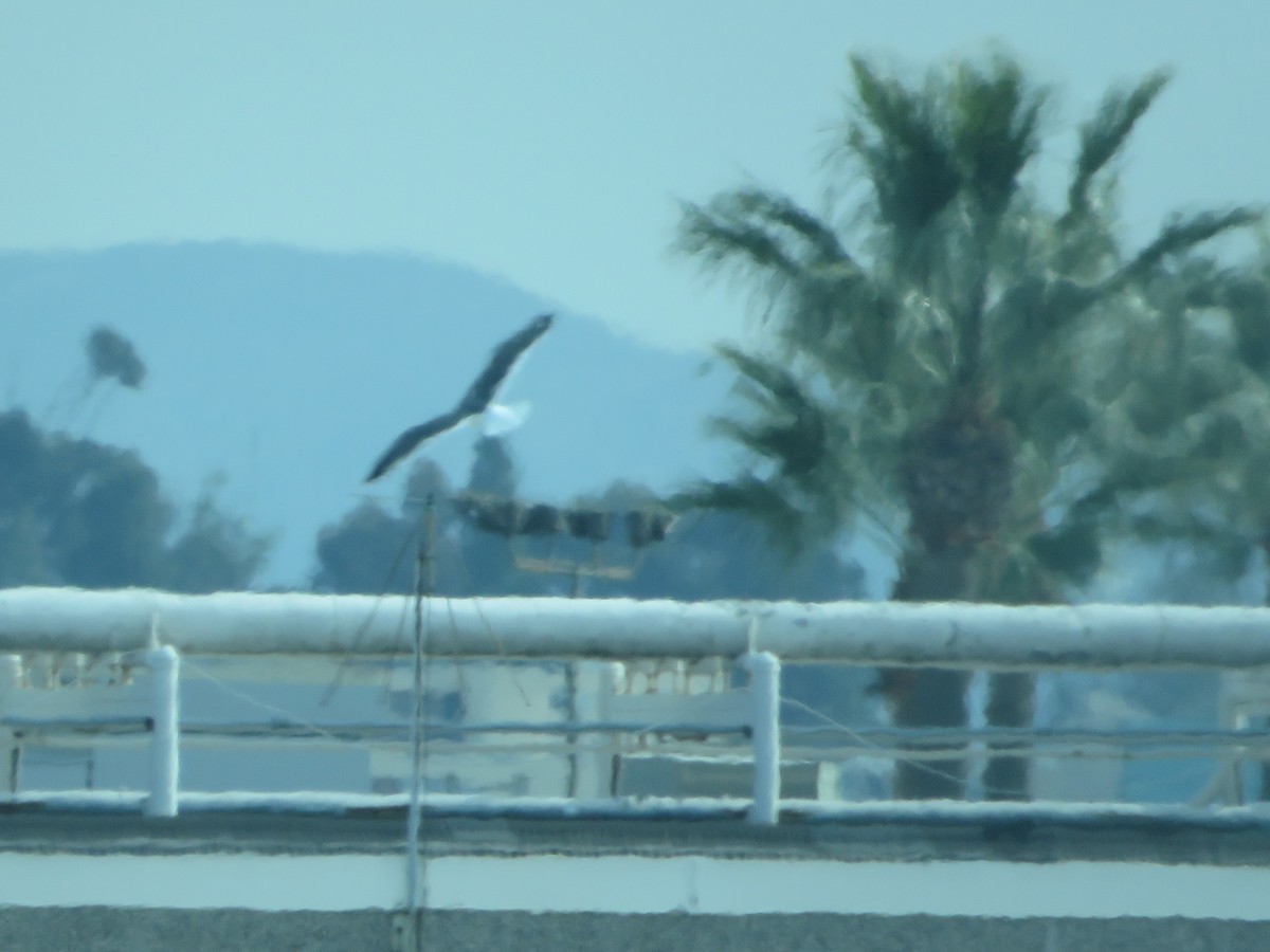 Western Gull - ML405670881