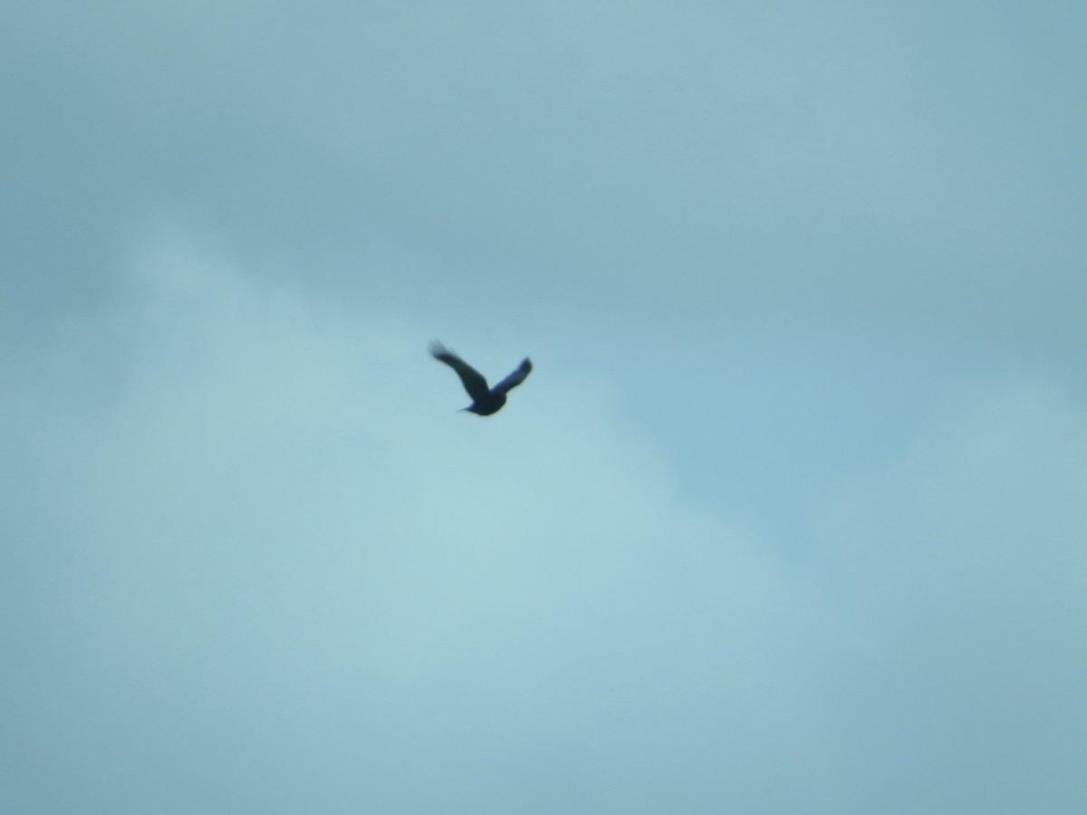 American Crow - ML405670921