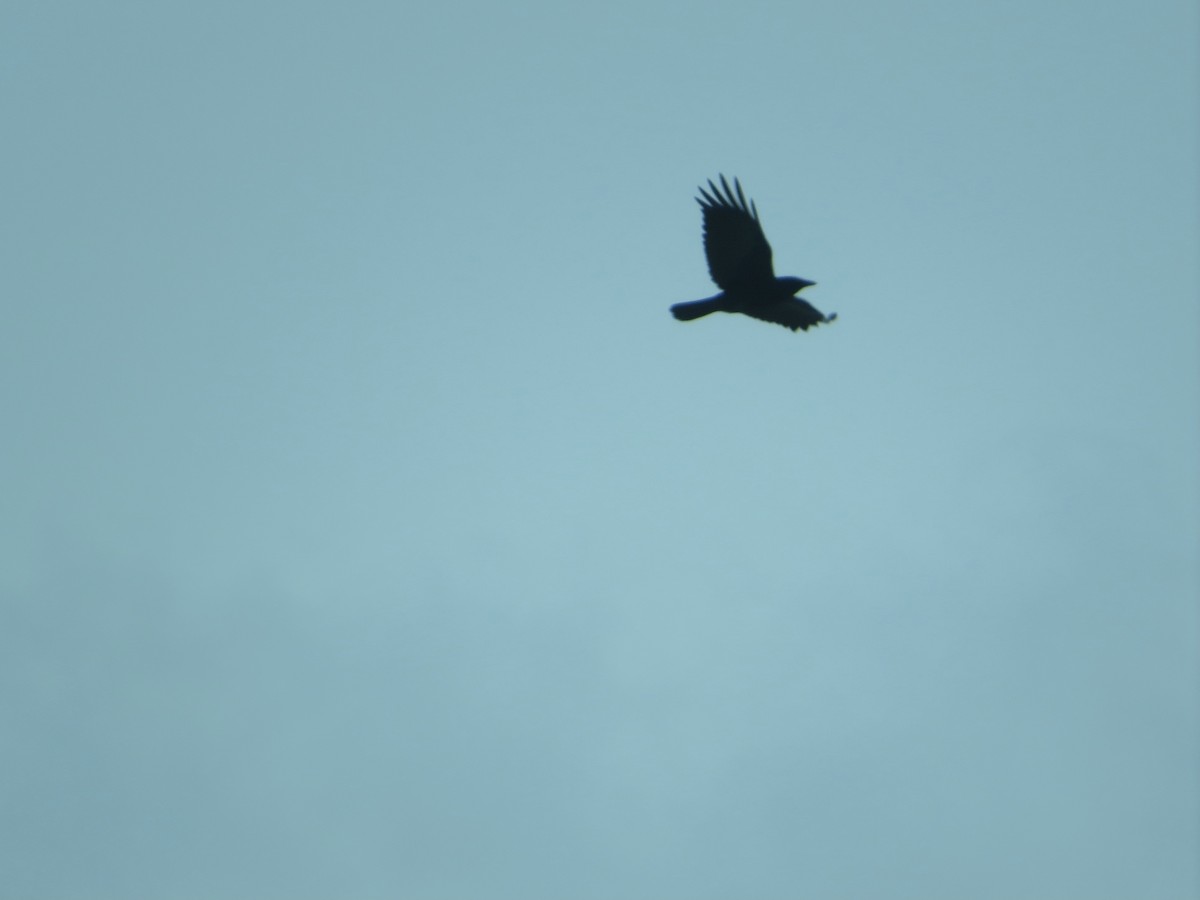 American Crow - ML405670931