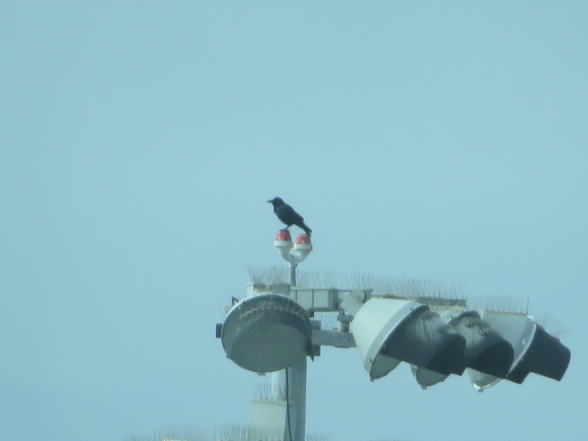American Crow - ML405670941