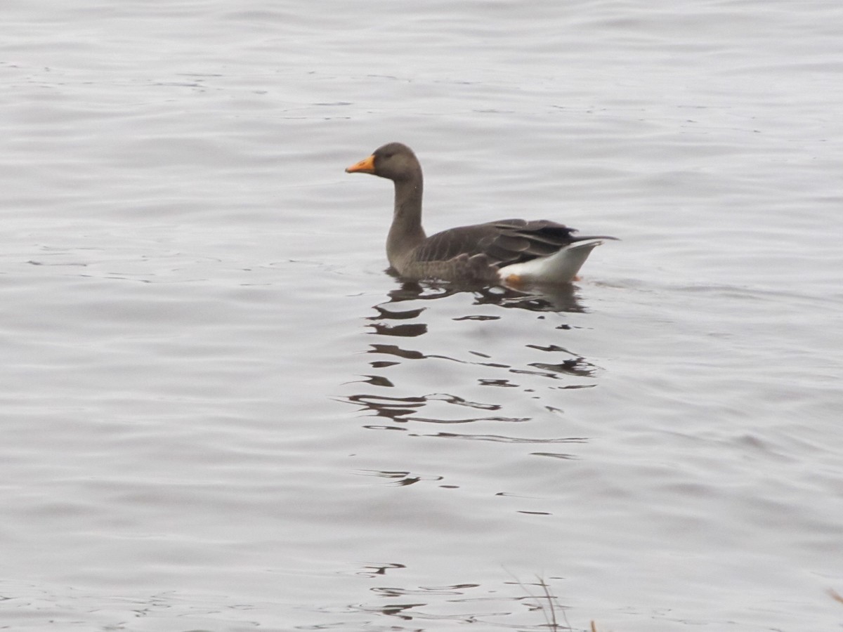 Greater White-fronted Goose - ML40567101