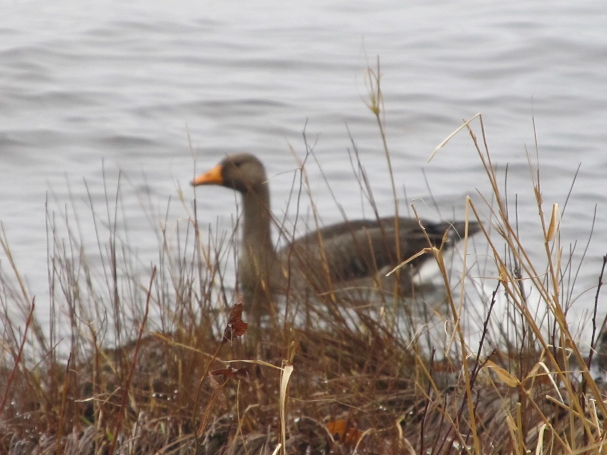 Greater White-fronted Goose - ML40567131