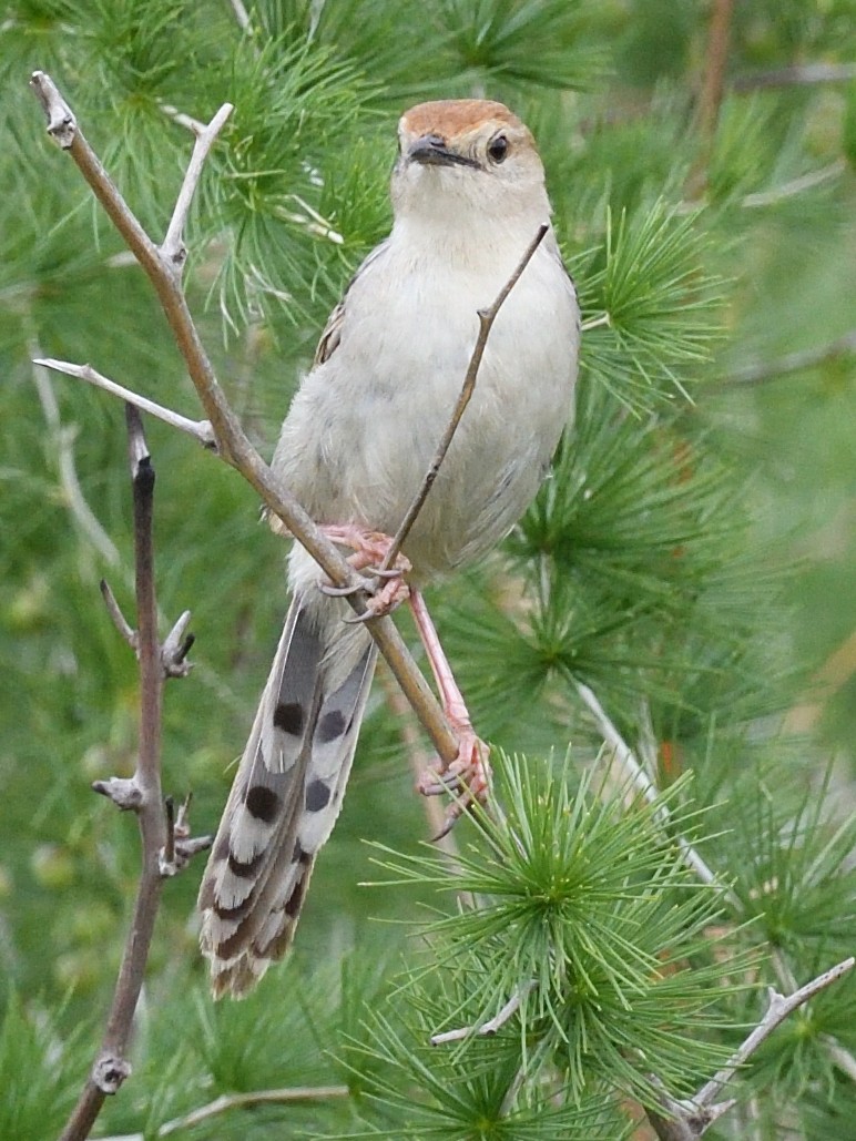 Levaillant's Cisticola - ML405671371