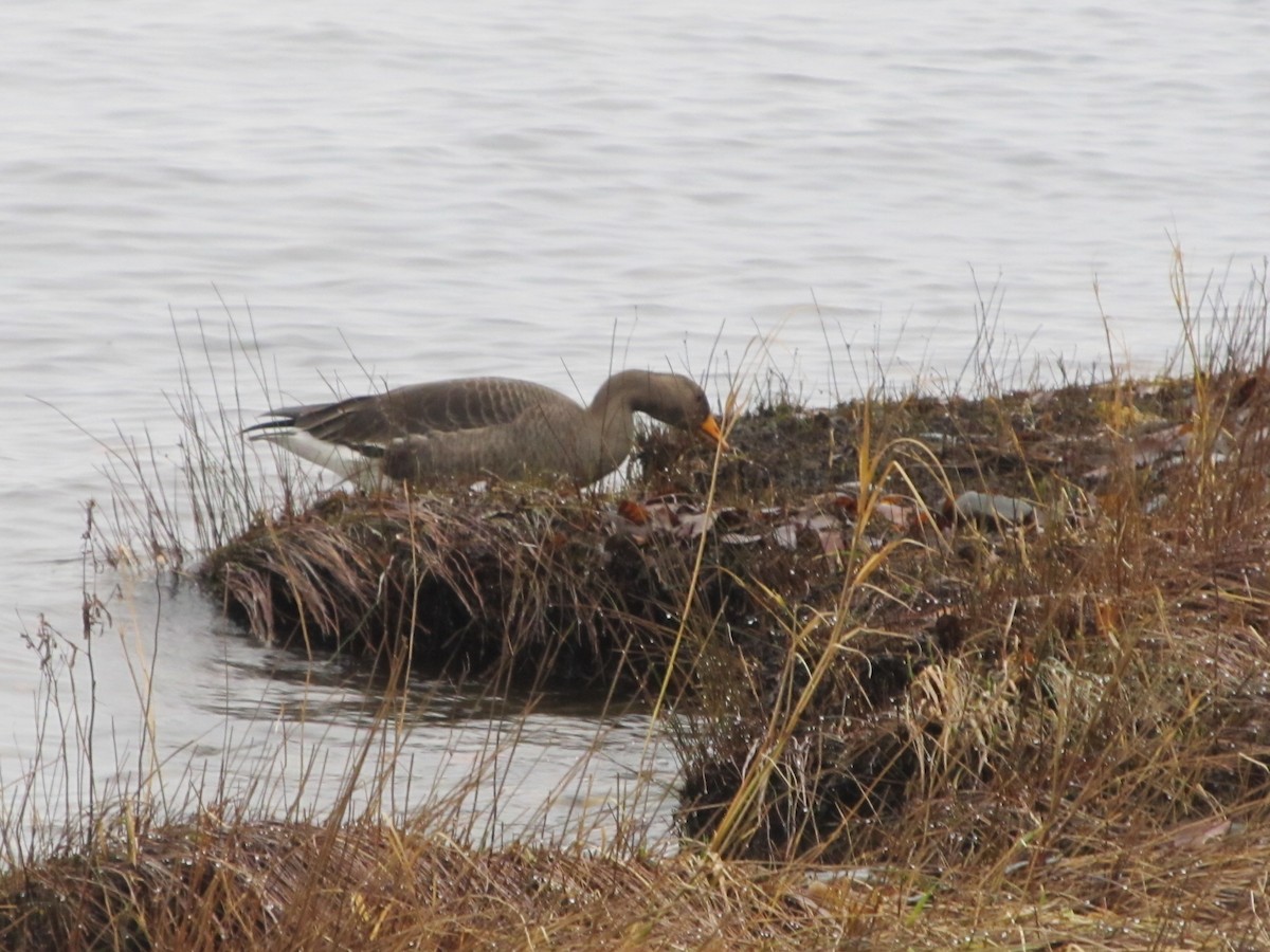 Greater White-fronted Goose - ML40567231