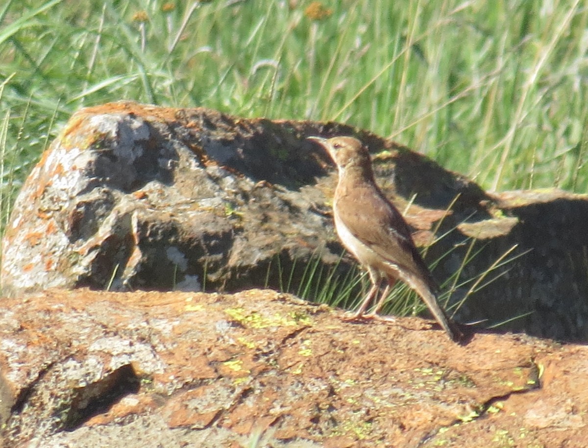 Transvaal Toygarı - ML405673471