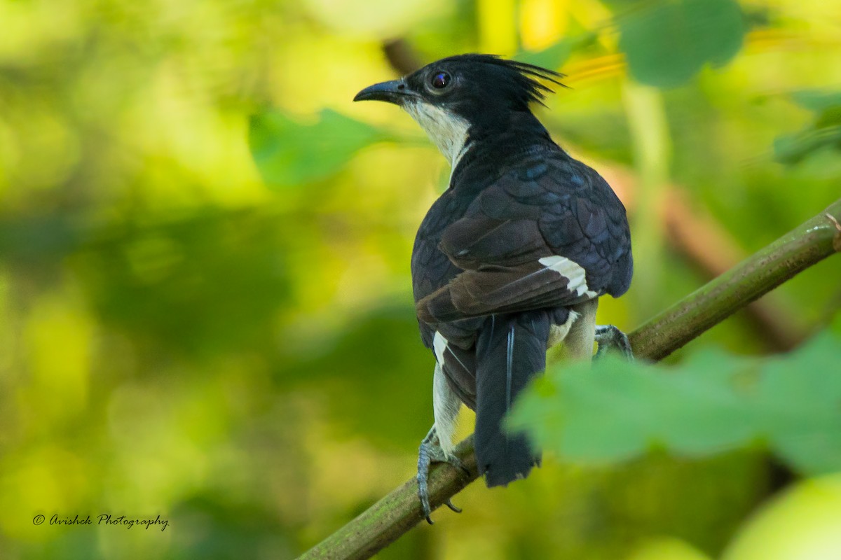 Pied Cuckoo - ML405678221