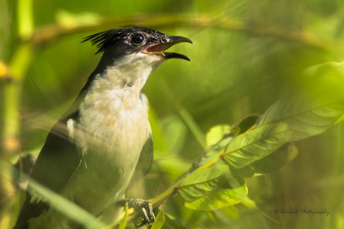 Pied Cuckoo - ML405678241