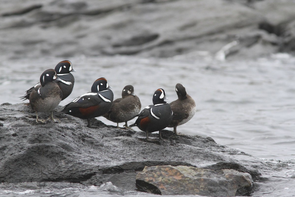 Harlequin Duck - Doug Hitchcox