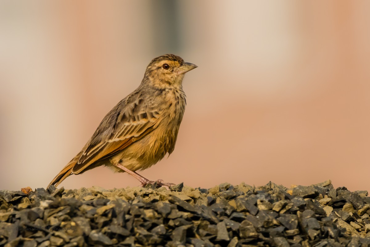 Bengal Bushlark - ML405678321