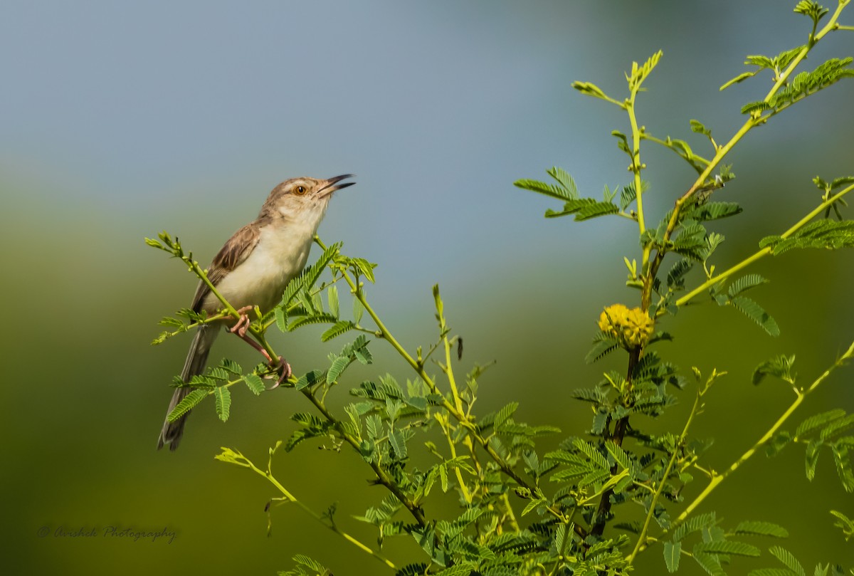 Plain Prinia - ML405678331