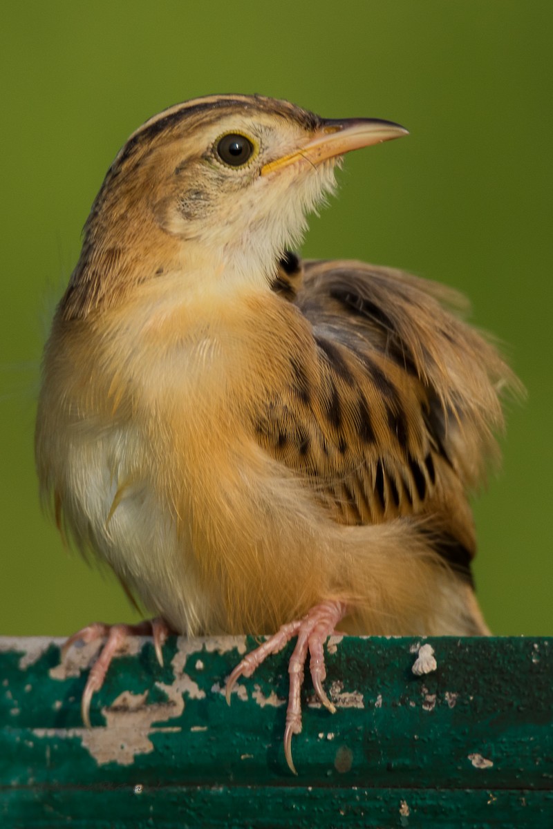 Zitting Cisticola - ML405678361