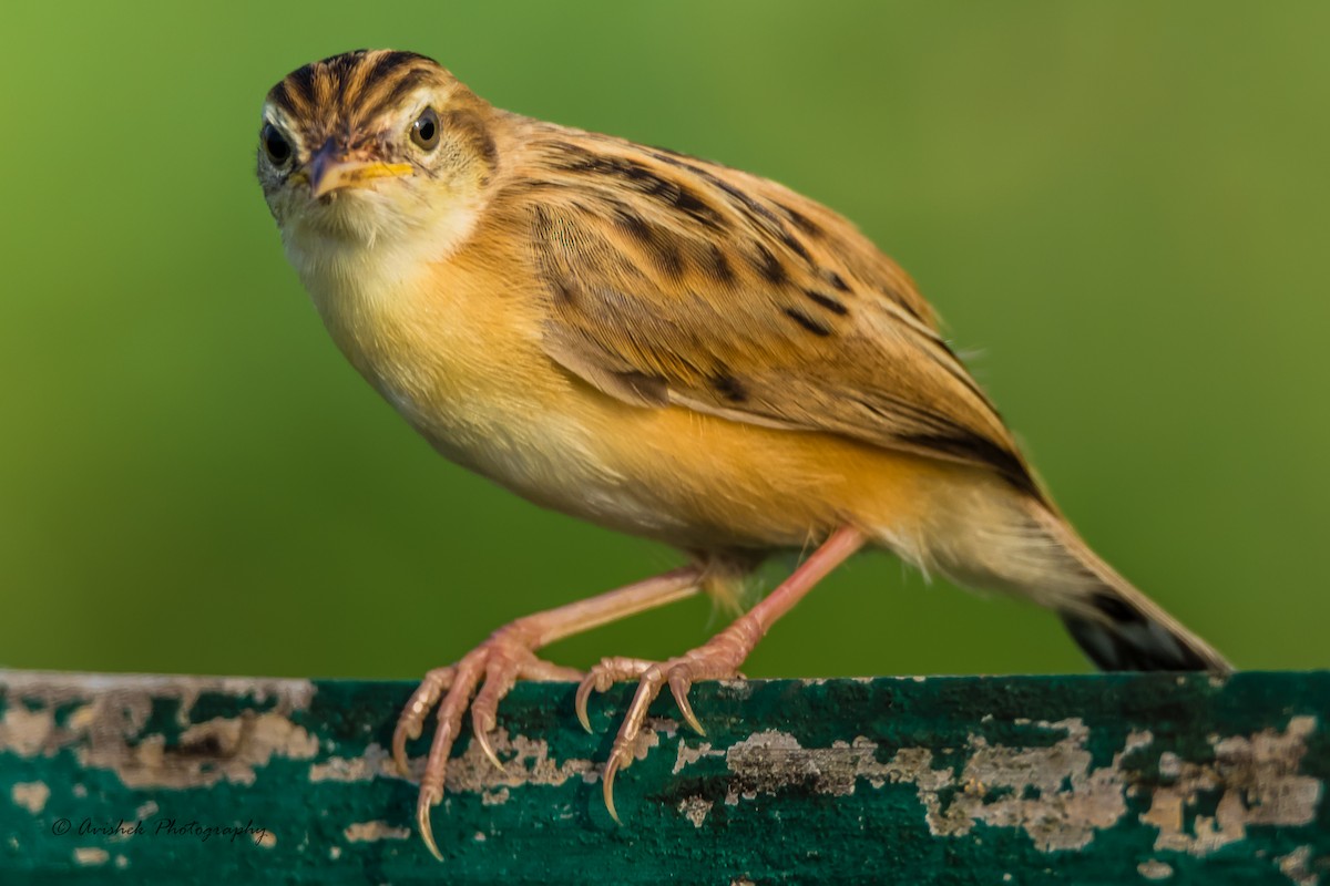 Zitting Cisticola - ML405678371