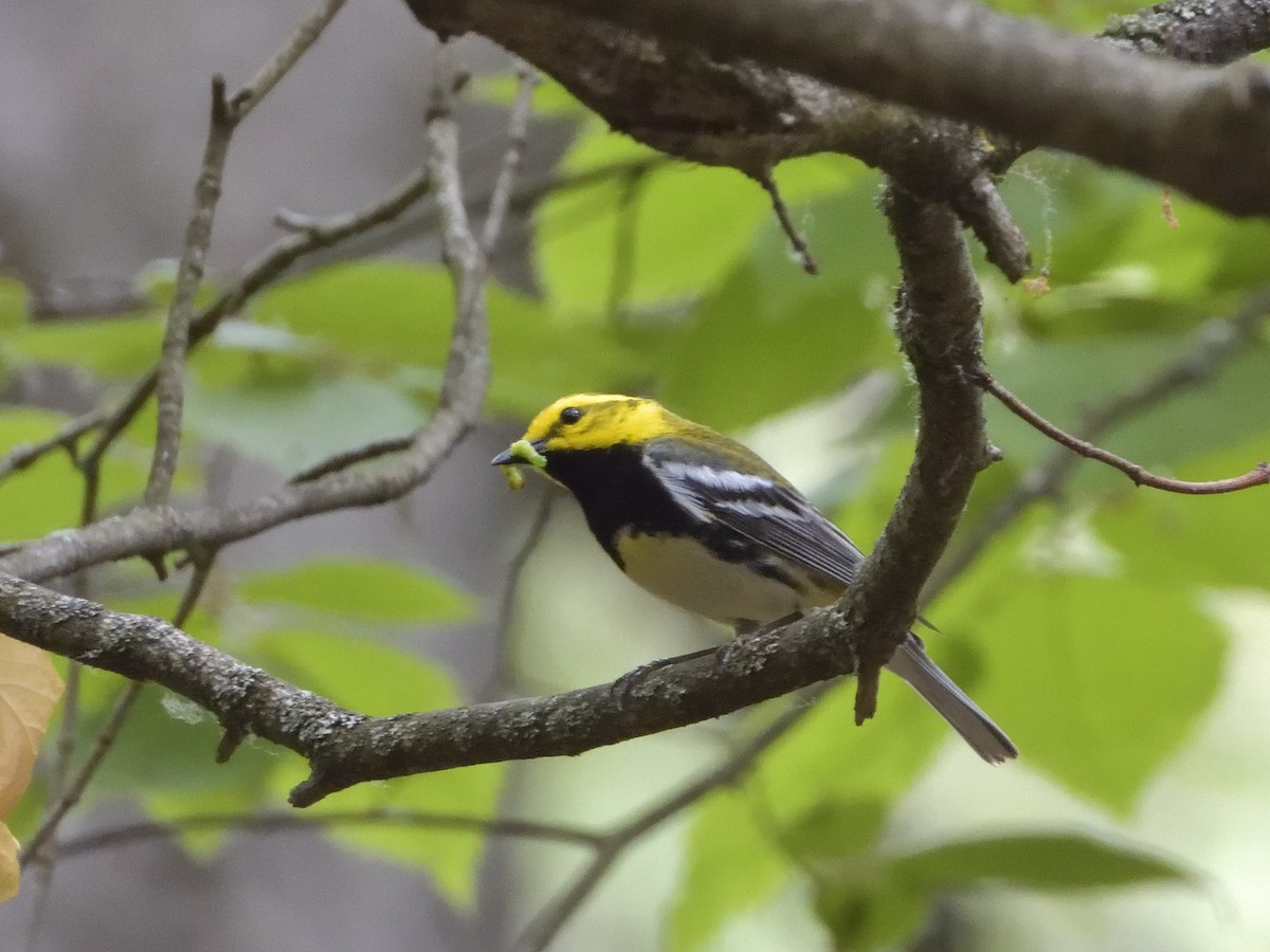 Black-throated Green Warbler - ML405678391