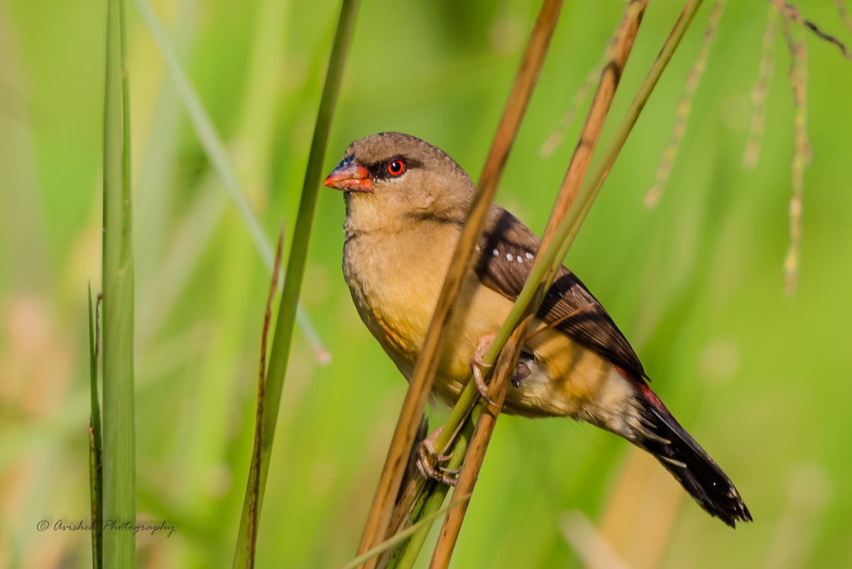 Red Avadavat - ML405678401