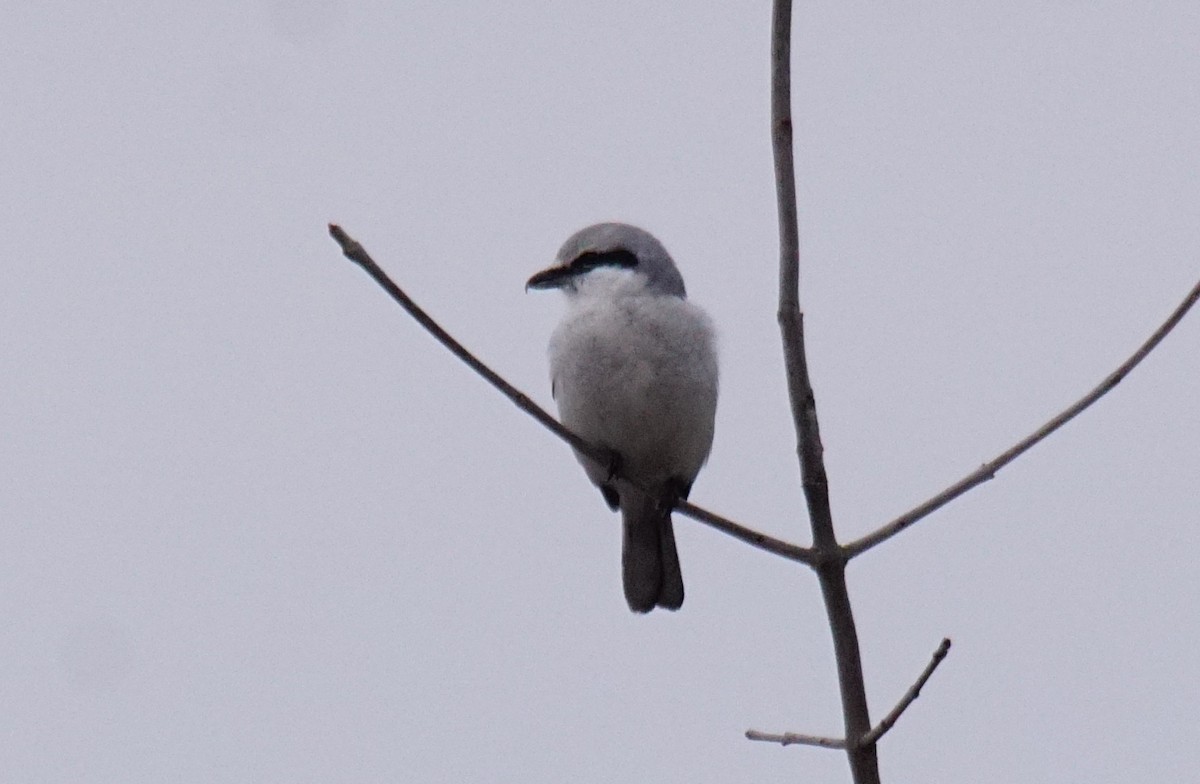 Northern Shrike - Dennis Mersky