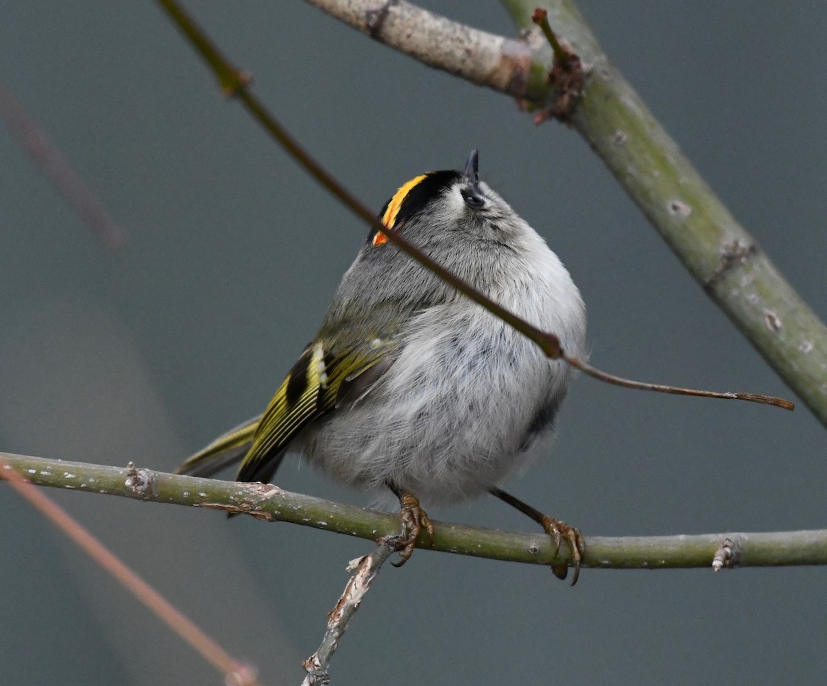 Golden-crowned Kinglet - ML405679091