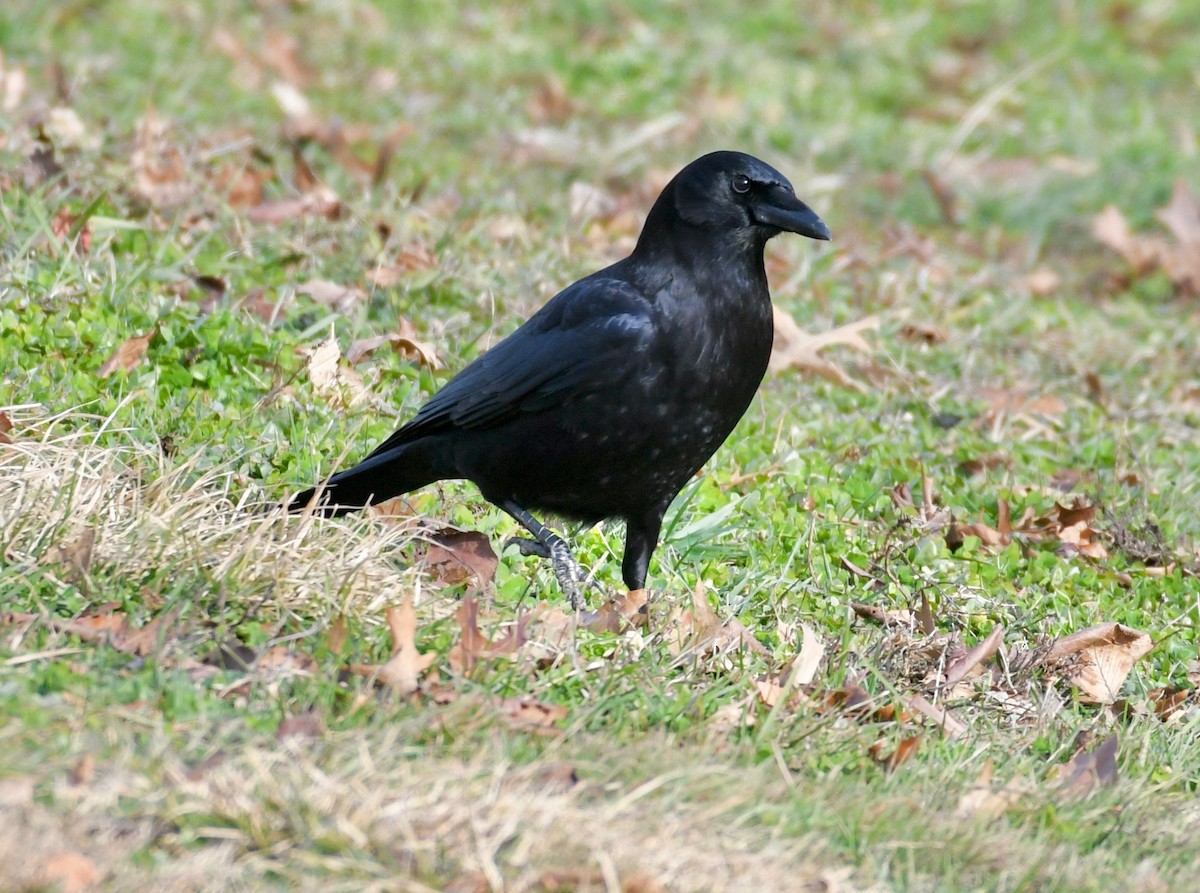 American Crow - ML405679131