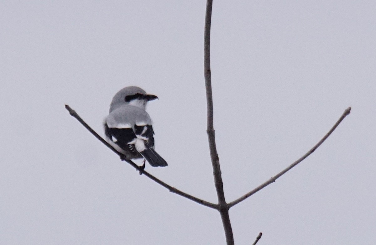 Northern Shrike - ML405679951