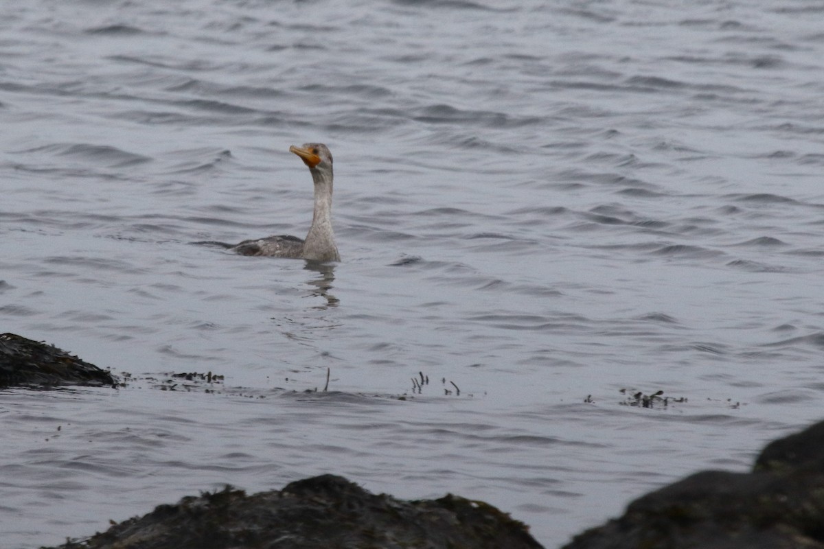 cormorant sp. - ML405680181