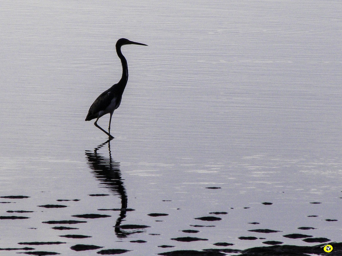 Tricolored Heron - ML405680881