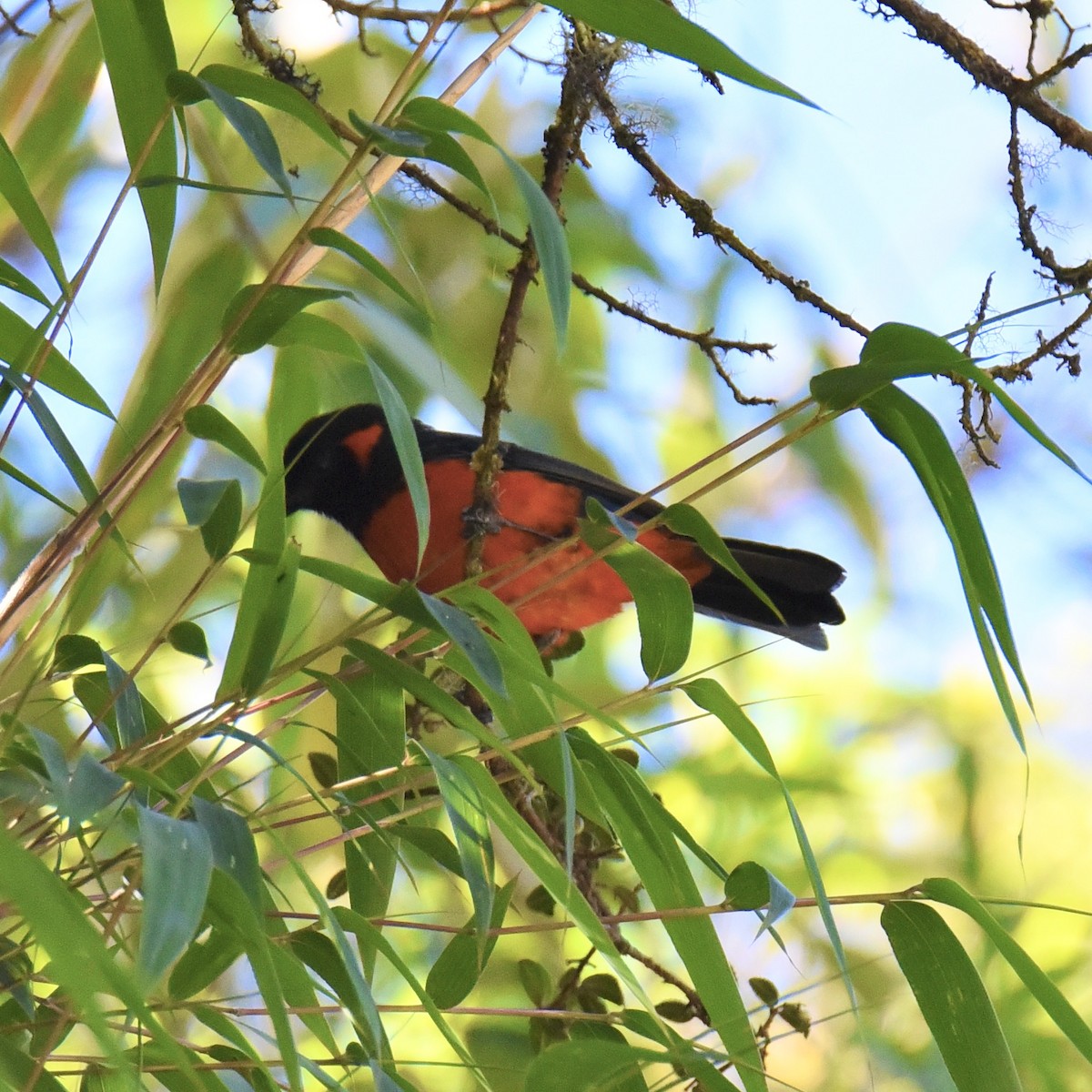 Scarlet-bellied Mountain Tanager - ML405681581