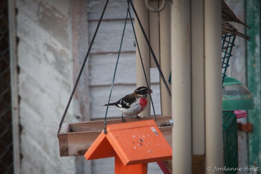 Rose-breasted Grosbeak - ML40568261