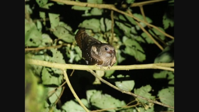 Oilbird - ML405685581