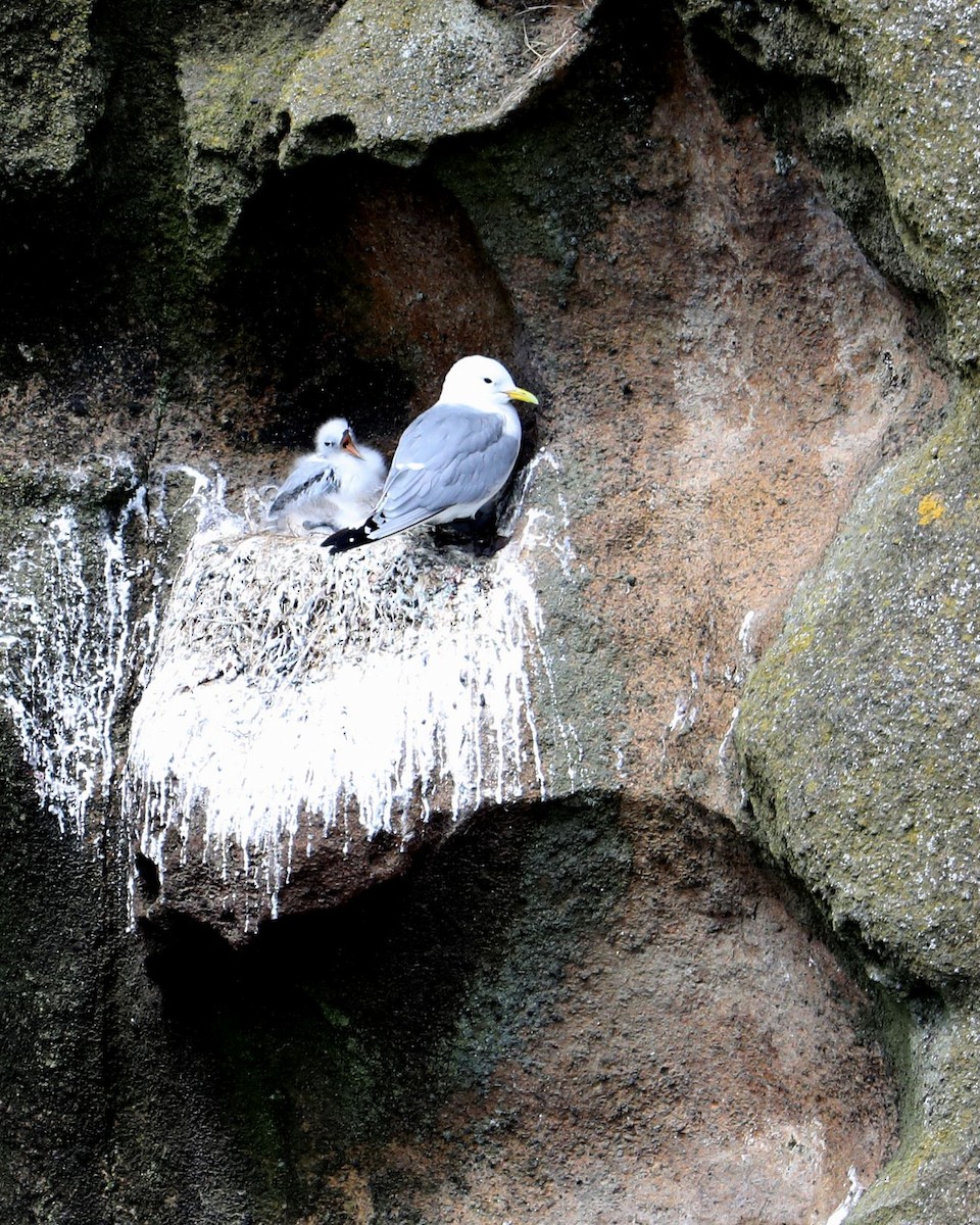 Black-legged Kittiwake - ML405686131