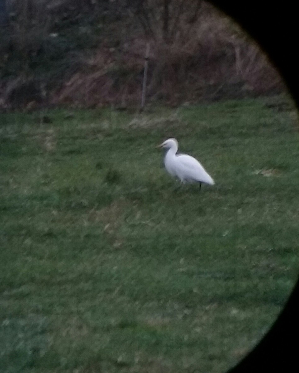 Western Cattle Egret - Sean Hatch