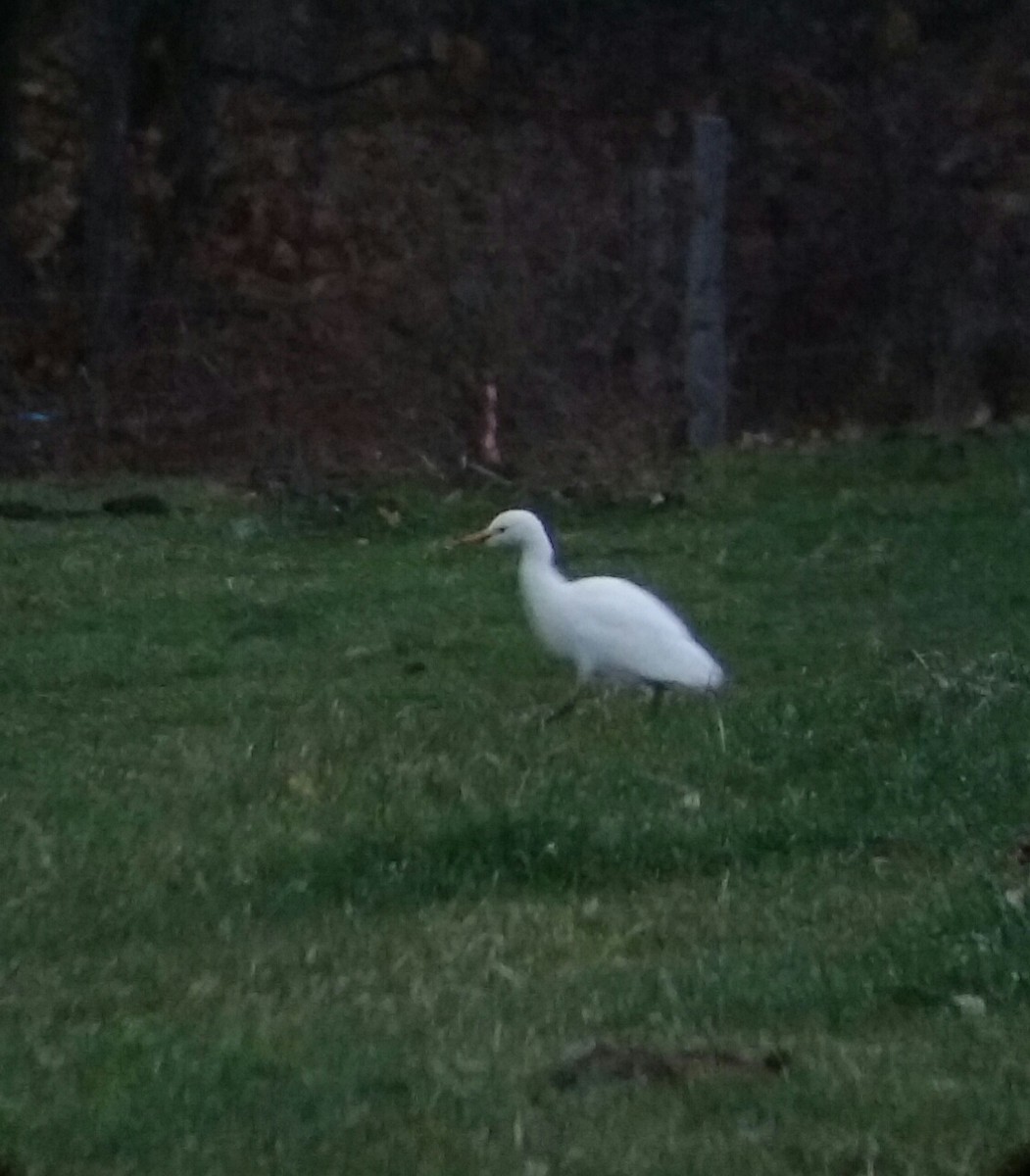 Western Cattle Egret - ML40569011