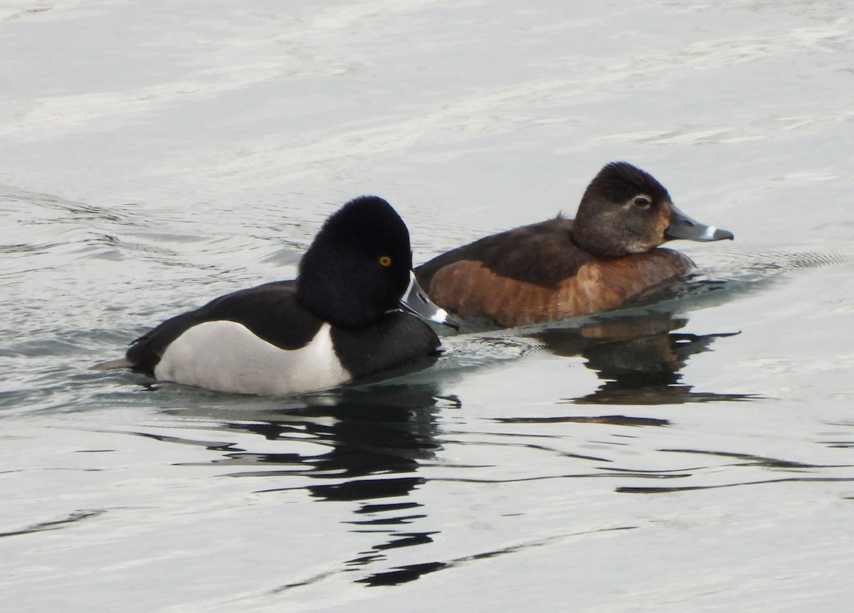 Ring-necked Duck - ML405690361