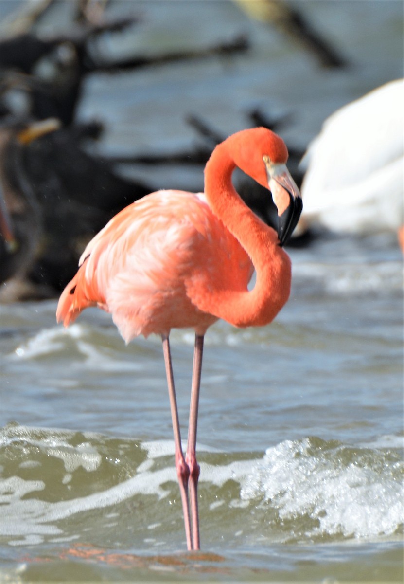 American Flamingo - ML405690391