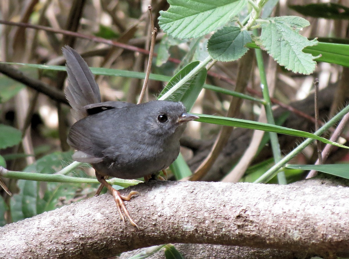 Rock Tapaculo - Kassius Santos