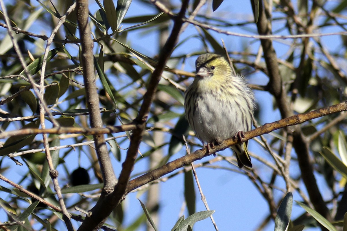 Eurasian Siskin - ML405691671