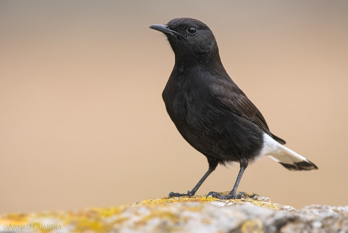 Black Wheatear - Arnau Guardia