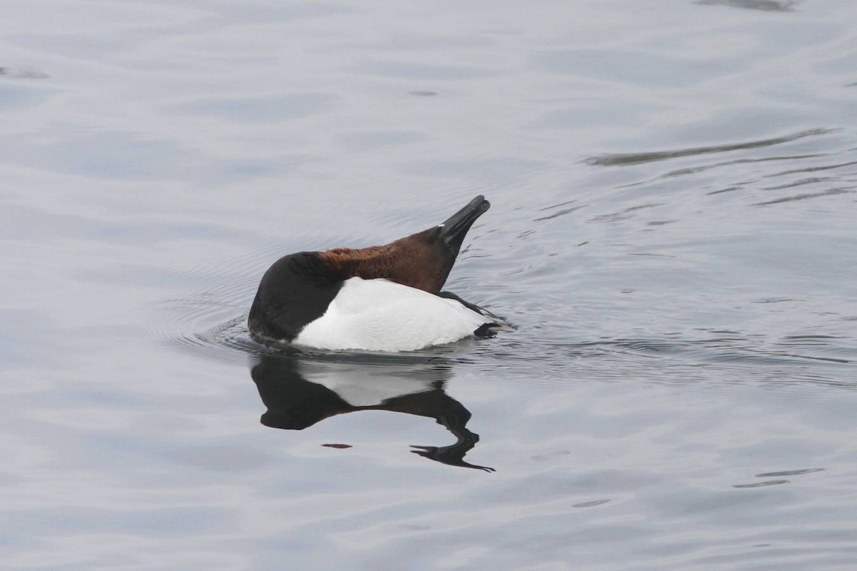 Canvasback - Doug Hitchcox