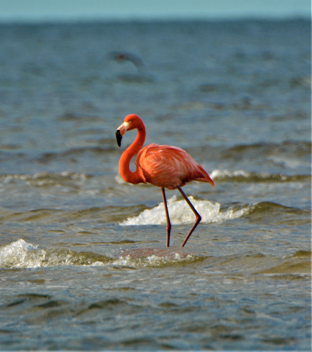 American Flamingo - ML405692411
