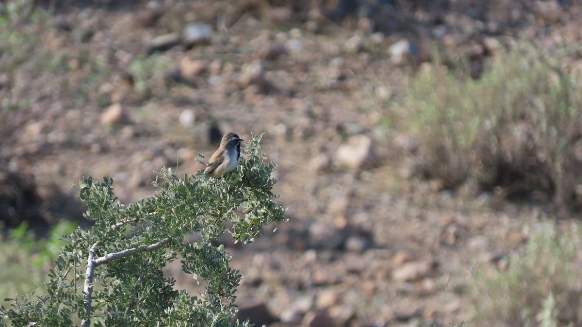 Black-throated Sparrow - ML405692581
