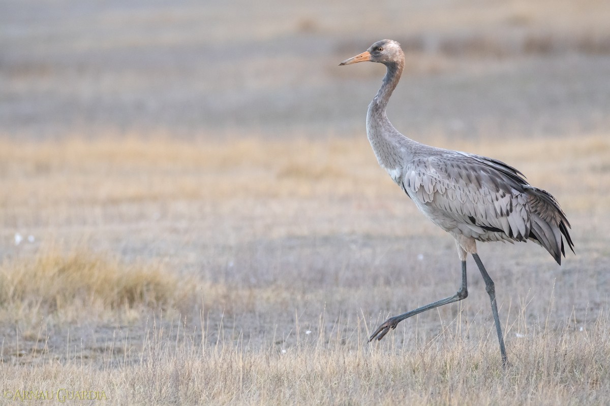 Common Crane - Arnau Guardia