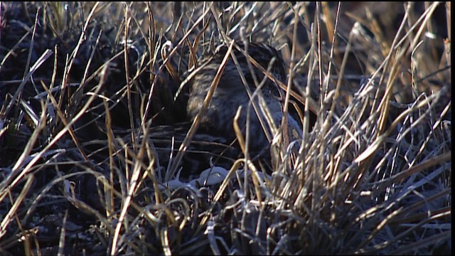 Semipalmated Sandpiper - ML405693