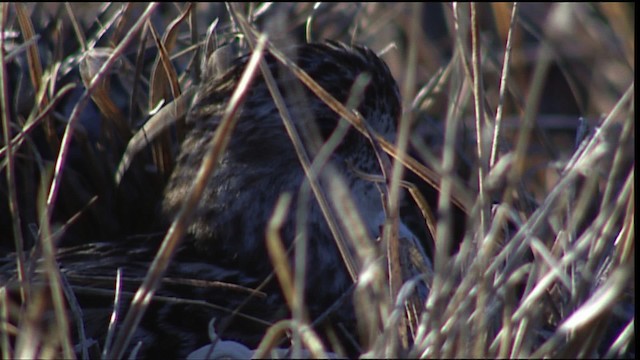 Semipalmated Sandpiper - ML405694