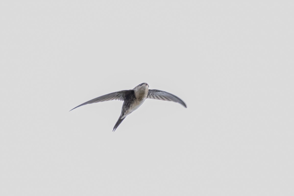 Fork-tailed Palm Swift - ML405694081