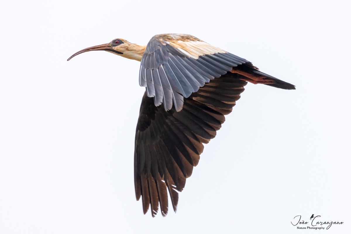 Buff-necked Ibis - ML405694291