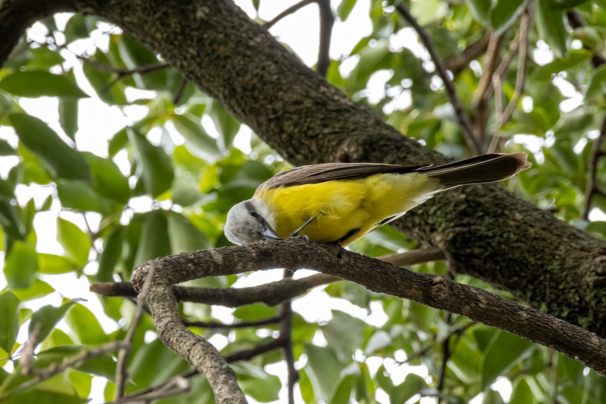 White-throated Kingbird - ML405694771