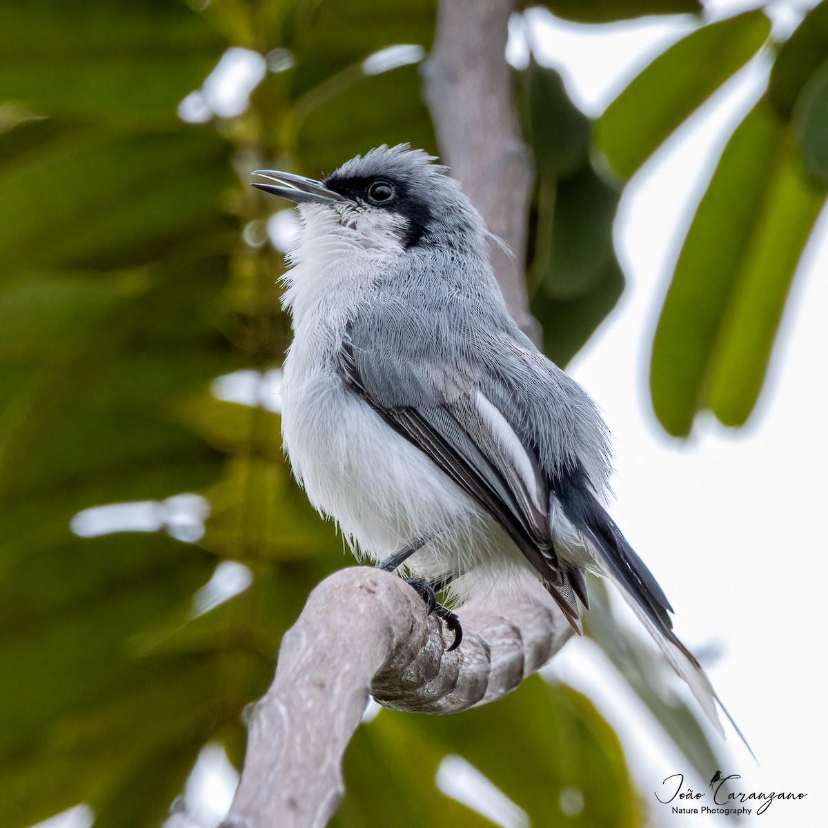 Masked Gnatcatcher - ML405694821