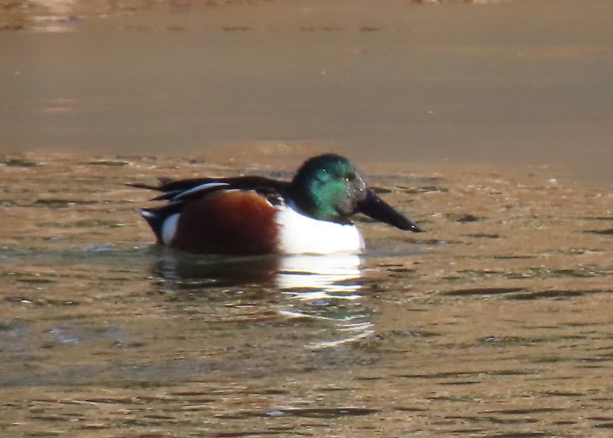 Northern Shoveler - ML405695081