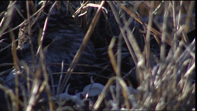 Semipalmated Sandpiper - ML405696