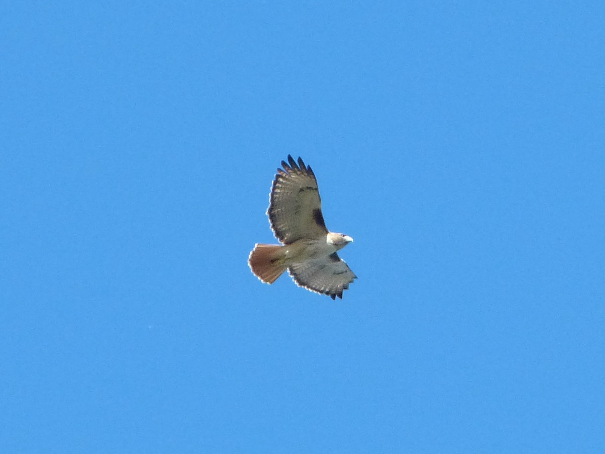 Red-tailed Hawk - ML405697531