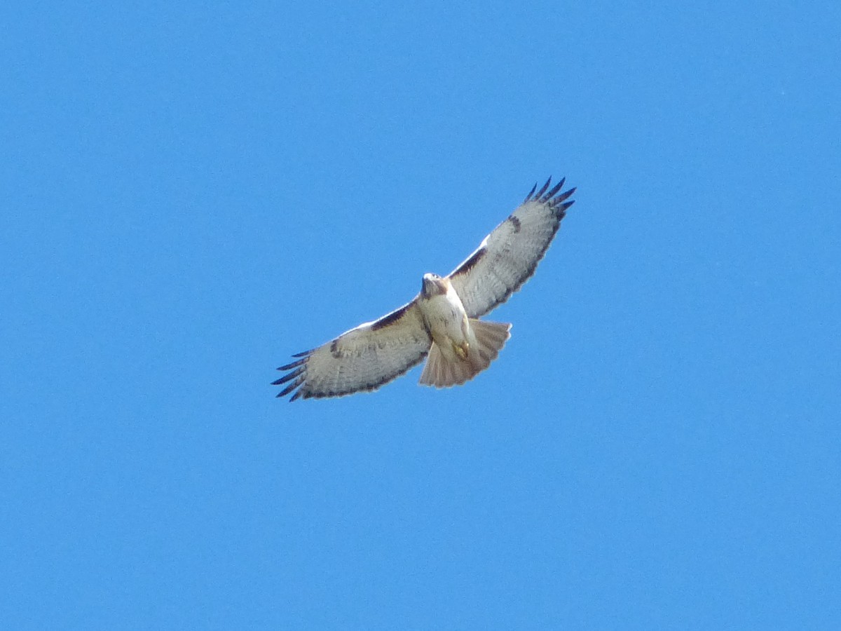 Red-tailed Hawk - ML405697541