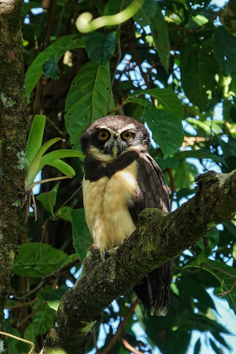 Spectacled Owl - ML405698711